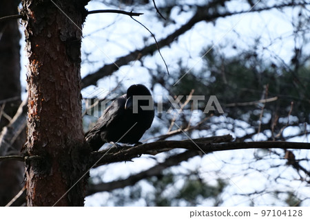 與山鳥的冬天山風景 97104128