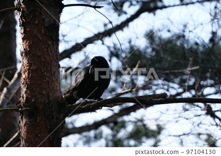 與山鳥的冬天山風景 97104130