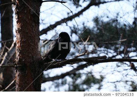 與山鳥的冬天山風景 97104133