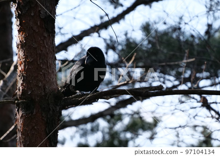 與山鳥的冬天山風景 與山鳥的冬天山風景 97104134