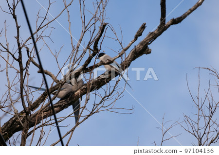 與山鳥的冬天山風景 97104136