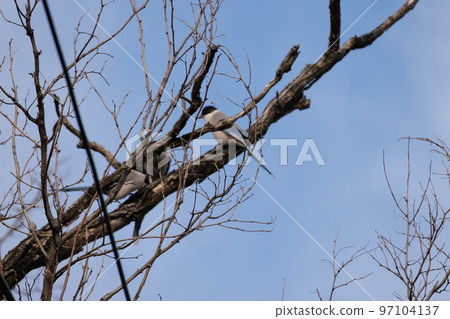 與山鳥的冬天山風景 97104137