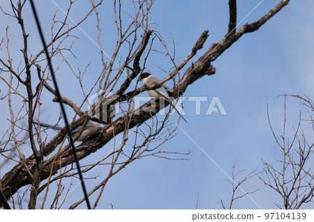 與山鳥的冬天山風景 97104139