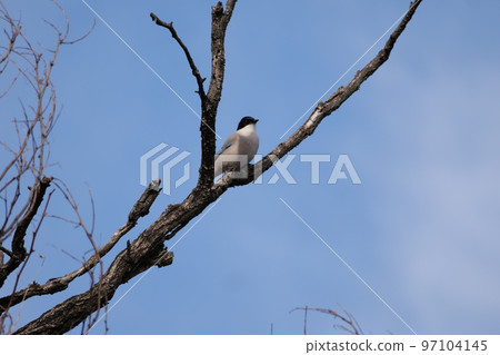Winter mountain landscape with mountain birds Winter mountain landscape with mountain birds 97104145