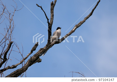 與山鳥的冬天山風景 97104147