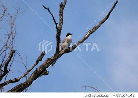 與山鳥的冬天山風景 97104148