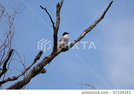 與山鳥的冬天風景 97104161
