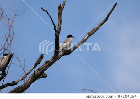 與山鳥的冬天風景 與山鳥的冬天風景 97104164