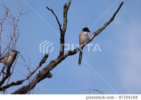 與山鳥的冬天風景 97104168