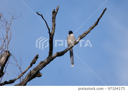 與山鳥的冬天風景 97104175