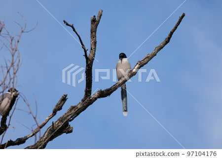 與山鳥的冬天風景 97104176