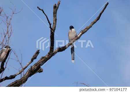 與山鳥的冬天風景 97104177