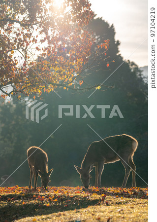 [Nara Prefecture] Autumn leaves and deer 97104219