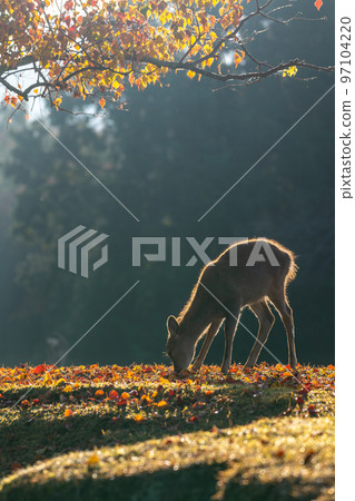[Nara Prefecture] Autumn leaves and deer 97104220