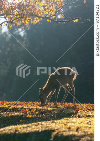 [奈良縣]秋葉和鹿 97104221