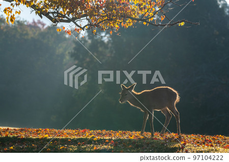 [Nara Prefecture] Autumn leaves and deer 97104222