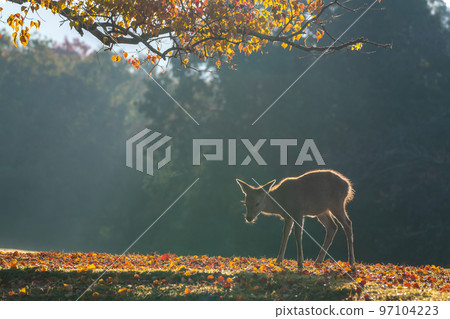 [Nara Prefecture] Autumn leaves and deer 97104223