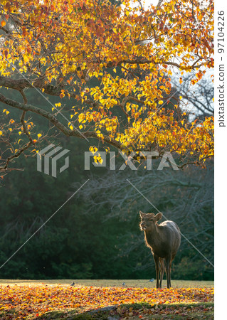 [Nara Prefecture] Autumn leaves and deer 97104226