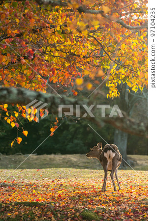 [Nara Prefecture] Autumn leaves and deer 97104235