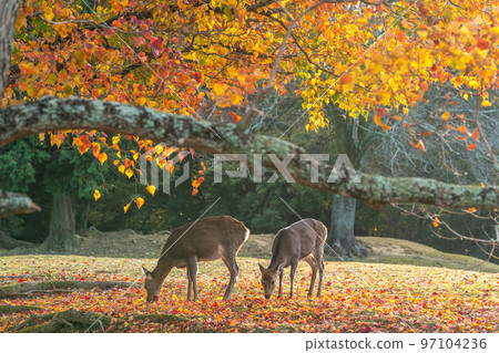 [奈良縣]秋葉和鹿 97104236