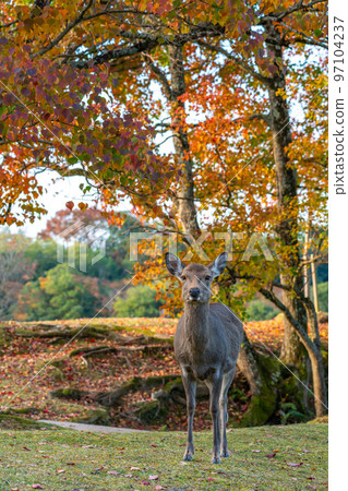 [Nara Prefecture] Autumn leaves and deer 97104237