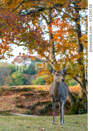 [Nara Prefecture] Autumn leaves and deer 97104238