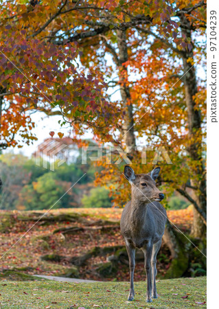 [Nara Prefecture] Autumn leaves and deer 97104239