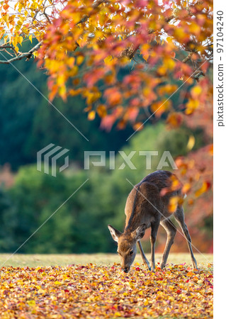 [Nara Prefecture] Autumn leaves and deer 97104240
