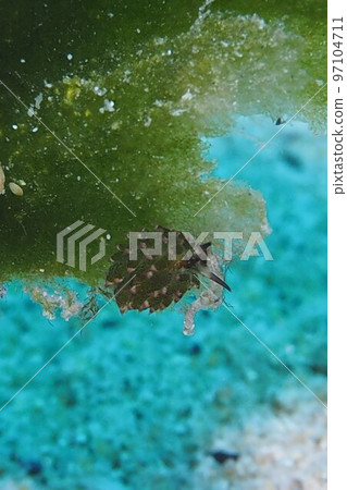 Proboscis sea slug Okinawa sea underwater photo Rare species 97104711