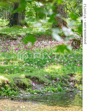 Japanese primrose blooming at Senjugahama on the shores of Lake Chuzenji Japanese primrose blooming at Senjugahama on the shores of Lake Chuzenji 97104712
