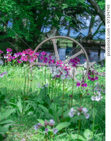 Japanese primrose blooming at Senjugahama on the shores of Lake Chuzenji 97104749