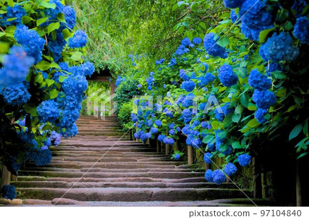 繡球花盛開的胡同 97104840