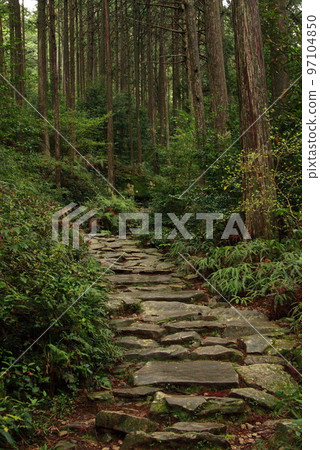 熊野古道森林的石板路 97104850