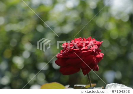 荒尾市少女公民花壇玫瑰花, 荒尾市少女公民花壇玫瑰花, 97104868