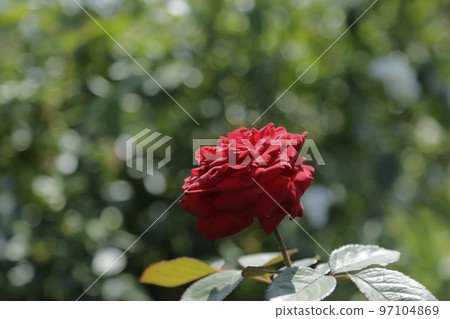 Arao City Ominous Citizen Flower Bed Rose Flower, Arao City Ominous Citizen Flower Bed Rose Flower, 97104869