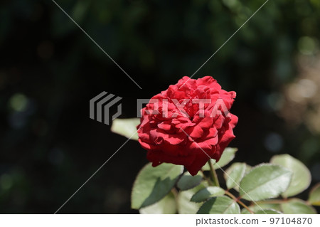 Arao City Ominous Citizen Flower Bed Rose Flower, 97104870