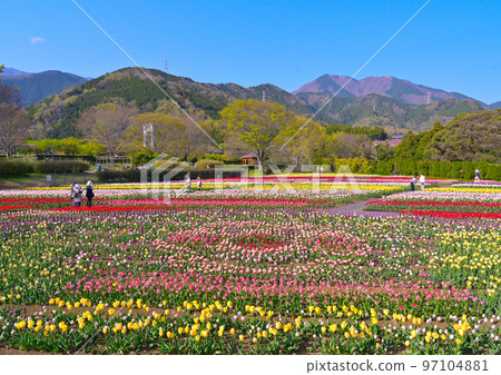秦野戶川縣立公園鬱金香節 秦野戶川縣立公園鬱金香節 97104881