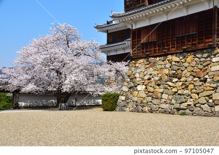 Spring Fukuchiyama Castle 97105047