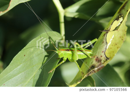 蠶豆葉上的螽斯幼蟲 97105566