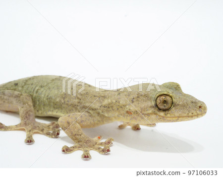 Round-eyed Japanese Gecko Round-eyed Japanese Gecko 97106033