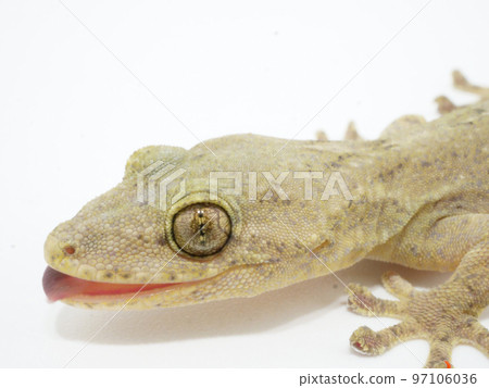 日本壁虎張開嘴 97106036
