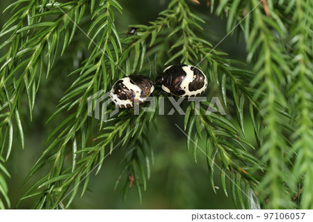 Final stage of juvenile stinkbug called ``walking jewel'' 97106057