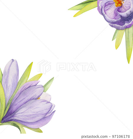 Watercolor hand drawn composition with spring flowers, crocus, leaves and stems, bow, gift tag. Isolated on white background. For invitations, wedding, greeting cards, wallpaper, print, textile. Watercolor hand drawn composition with spring flowers, crocus, leaves and stems, bow, gift tag. Isolated on white background. For invitations, wedding, greeting cards, wallpaper, print, textile. 97106178