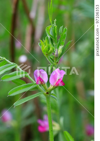 Wildflowers heralding the arrival of spring 97106353