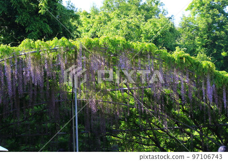 與美麗的紫色花群的紫藤花 97106743