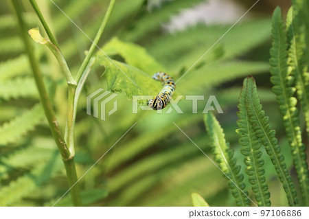 Papilio machaon 幼蟲吃 mitsuba 97106886
