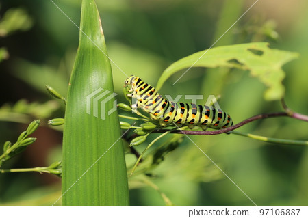 Papilio machaon larvae eating mitsuba Papilio machaon larvae eating mitsuba 97106887