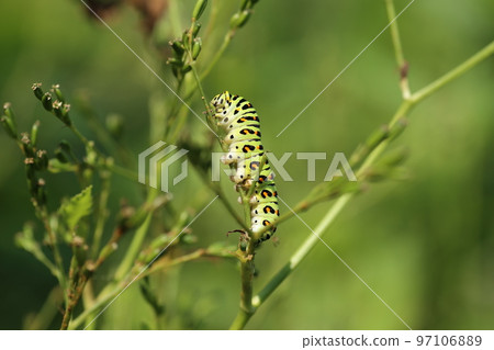 Papilio machaon 幼蟲吃 mitsuba Papilio machaon 幼蟲吃 mitsuba 97106889