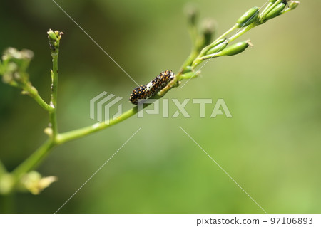 Papilio machaon larvae eating mitsuba Papilio machaon larvae eating mitsuba 97106893
