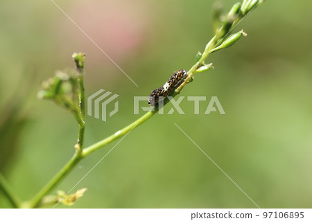 Papilio machaon 幼蟲吃 mitsuba Papilio machaon 幼蟲吃 mitsuba 97106895